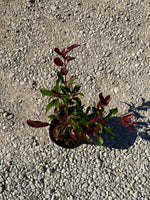 Red Tip Photinia Frazeri