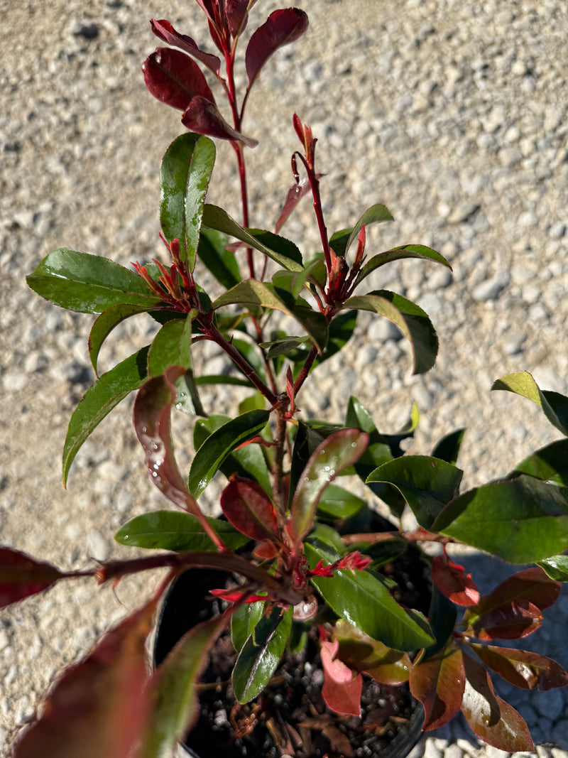 Red Tip Photinia Frazeri – michaelsnursery