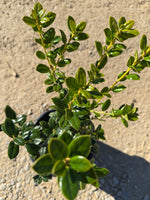 Dwarf Burford Holly