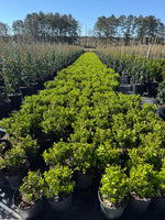 Japanese Boxwood