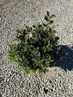 Lavender Formosa Azalea