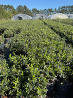 Lavender Formosa Azalea