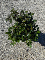 Cleyera Japonica