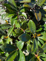 Cleyera Japonica