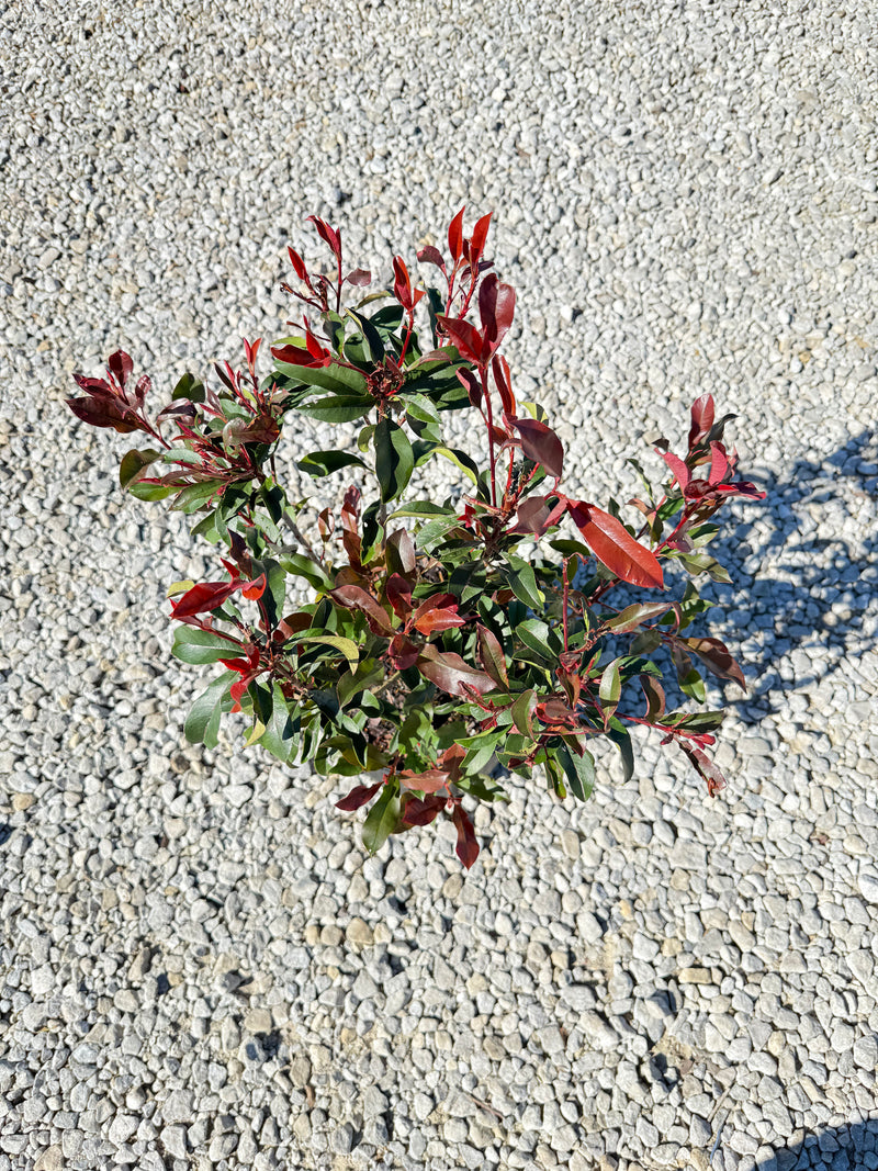 Red Tip Photinia Frazeri – michaelsnursery