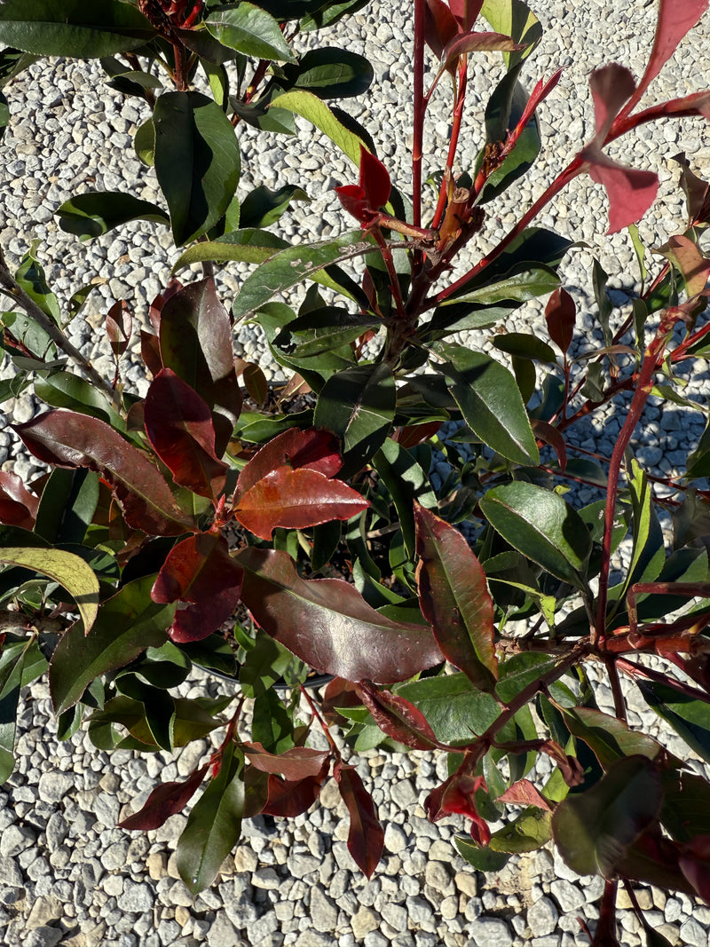 Red Tip Photinia Frazeri – michaelsnursery
