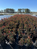 Red Tip Photinia Frazeri