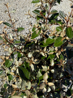 Elaeagnus