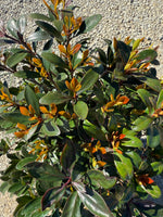 Cleyera Japonica