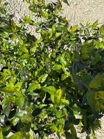 Edward Goucher Abelia