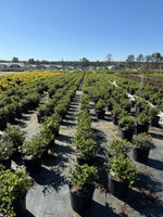 Edward Goucher Abelia