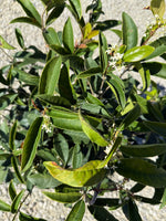 Sweet Olive Plant