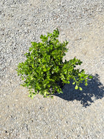 Japanese Boxwood