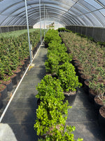 Japanese Boxwood