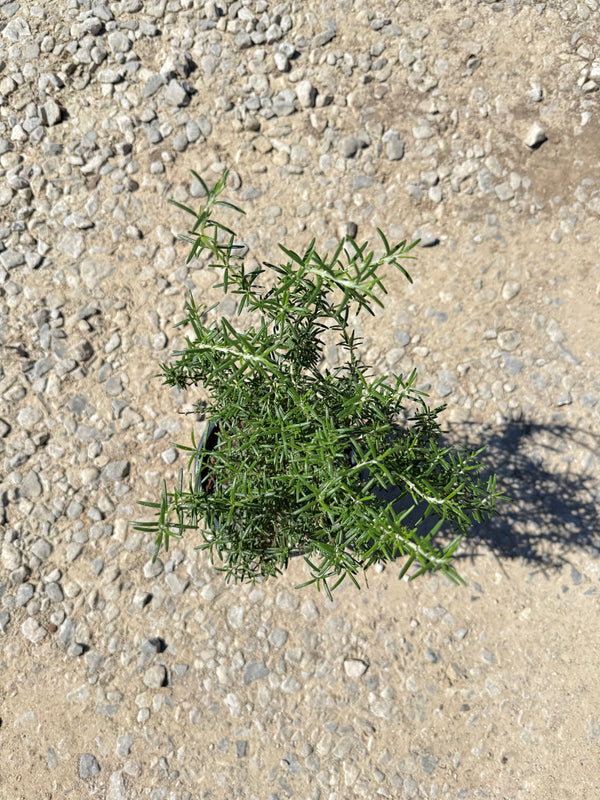 Tuscan Blue Rosemary (Upright)