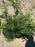 Tuscan Blue Rosemary (Upright)