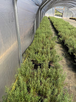 Tuscan Blue Rosemary (Upright)