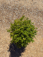 Sunshine Ligustrum™