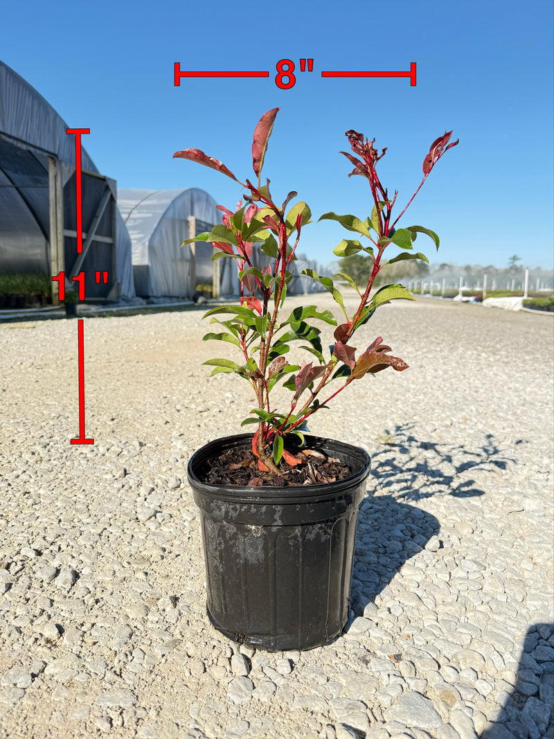Red Tip Photinia Frazeri – michaelsnursery