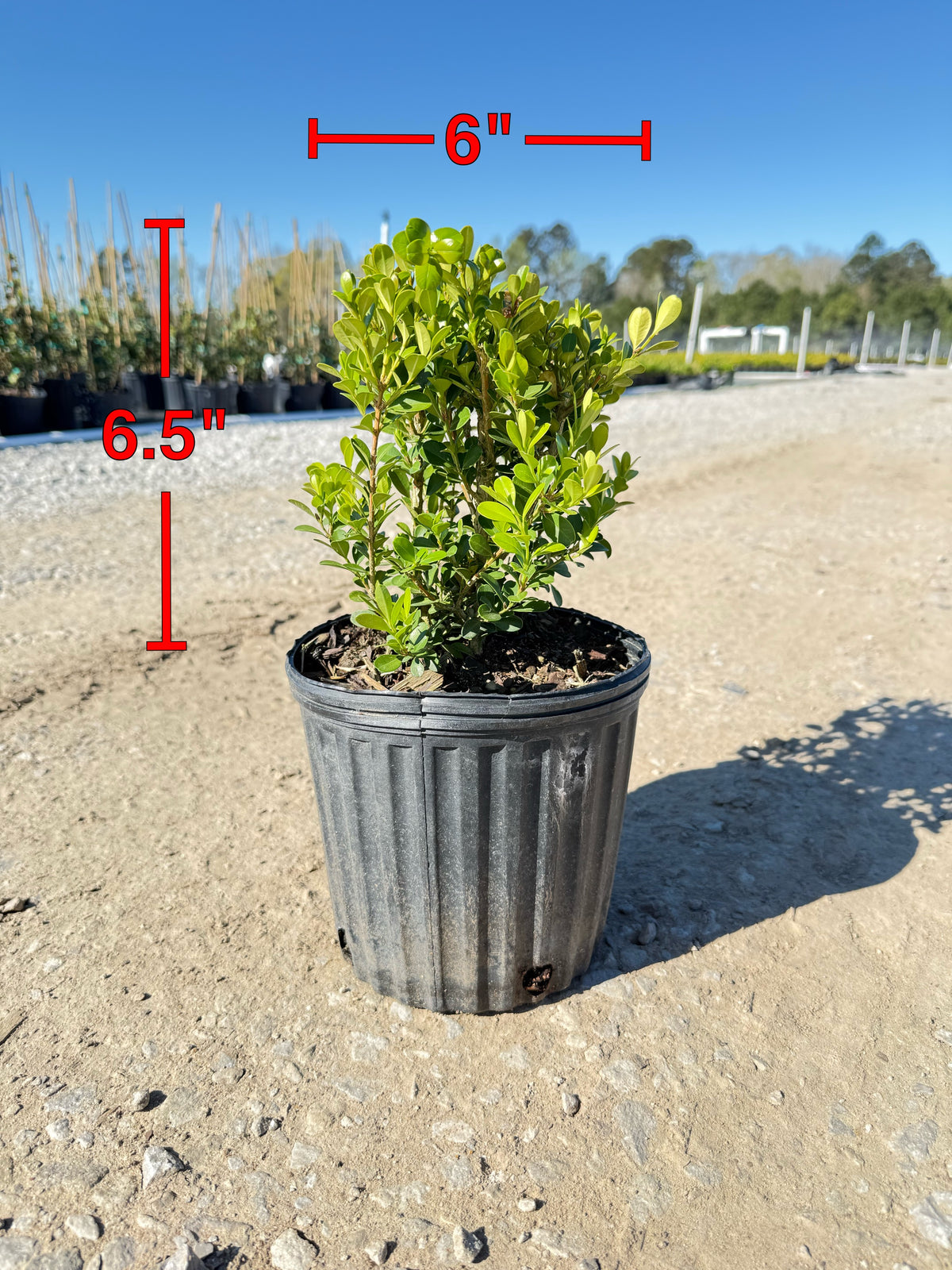 can you plant a boxwood in a pot Japanese Boxwood