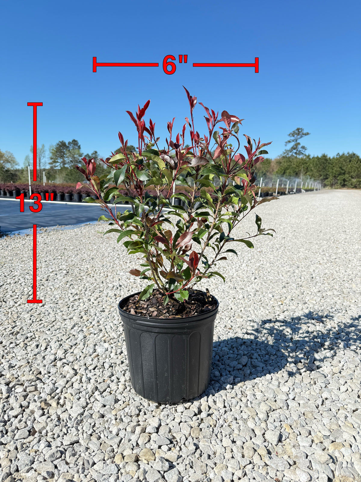 red pot plants Red Tip Photinia Frazeri – michaelsnursery