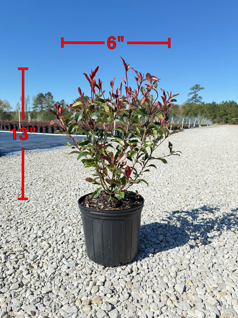 Red Tip Photinia Frazeri – michaelsnursery