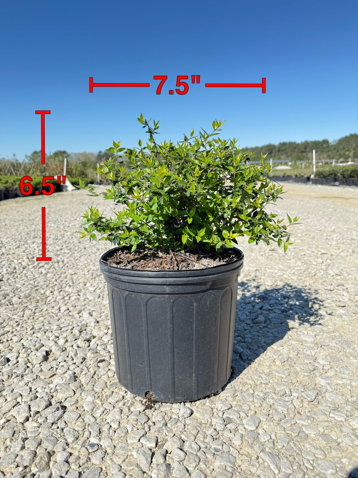 Edward Goucher Abelia