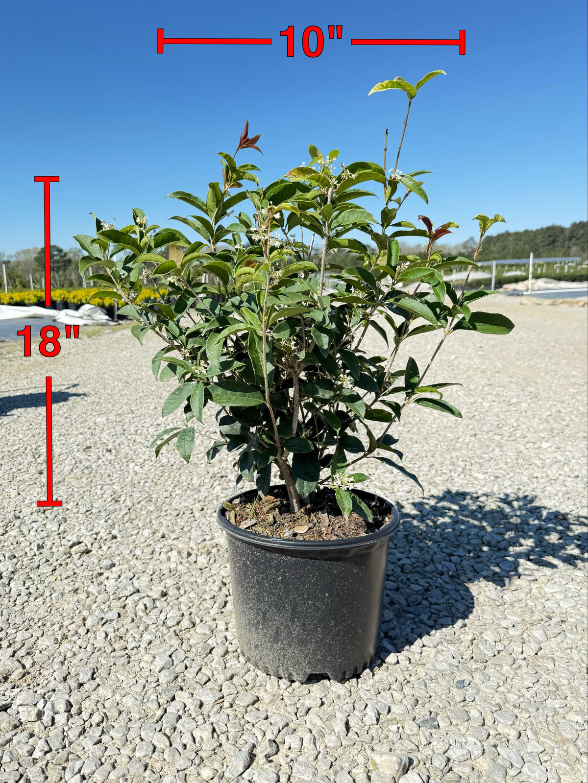 olive tree plant in pot Sweet Olive Plant – michaelsnursery