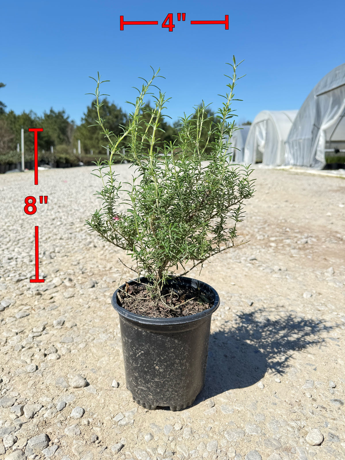 Tuscan Blue Rosemary (Upright)