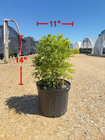 Sunshine Ligustrum™