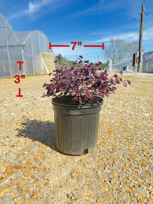 Purple Diamond Loropetalum™