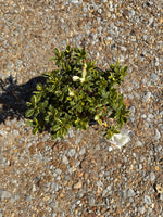 Encore Azalea Autumn Moonstruck™