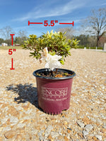 Encore Azalea Autumn Moonstruck™