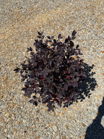 Red Diamond Loropetalum™ - nursery plant available in multiple container sizes