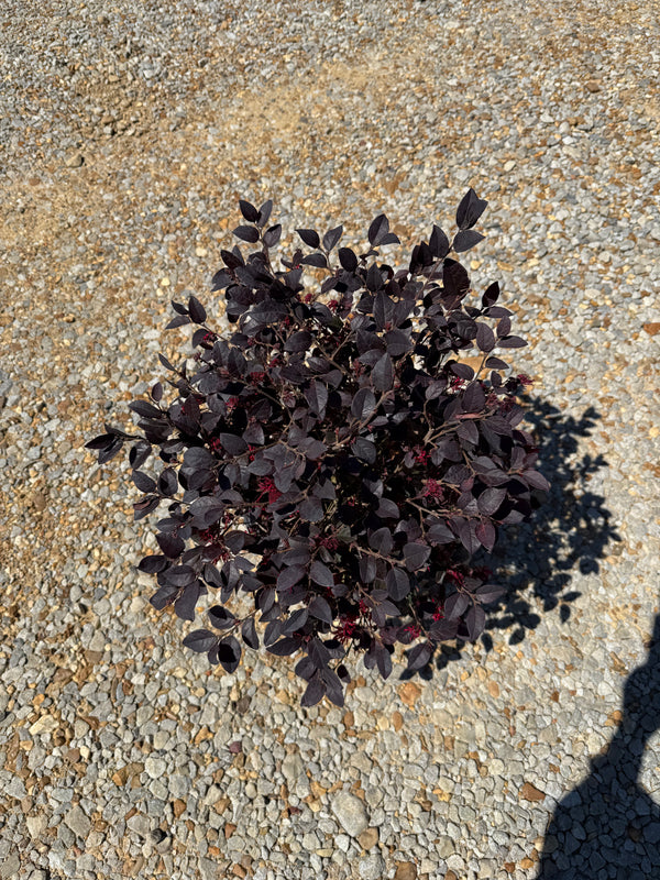 Red Diamond Loropetalum™ - nursery plant available in multiple container sizes
