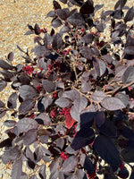 Red Diamond Loropetalum™ - nursery plant available in multiple container sizes