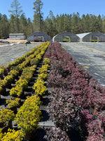 Red Diamond Loropetalum™ - nursery plant available in multiple container sizes