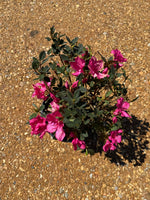 Autumn Carnation Azalea