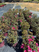 Autumn Carnation Azalea