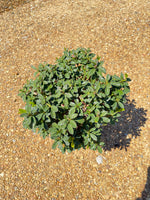 Encore Azalea Autumn Starburst®