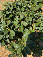 Encore Azalea Autumn Starburst®