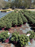 Encore Azalea Autumn Starburst®