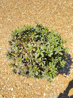 Autumn Sunburst Azalea