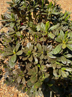 Autumn Sunburst Azalea