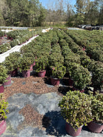 Autumn Sunburst Azalea