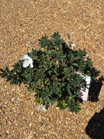 Encore Azalea Autumn Lily®