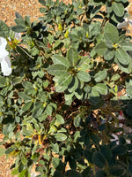 Encore Azalea Autumn Lily®