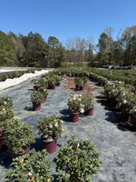 Encore Azalea Autumn Lily®