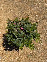 Encore Azalea Autumn Rouge®