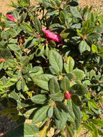 Encore Azalea Autumn Rouge®